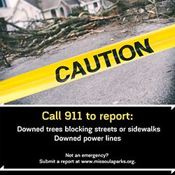 treedebrisInsta 250px