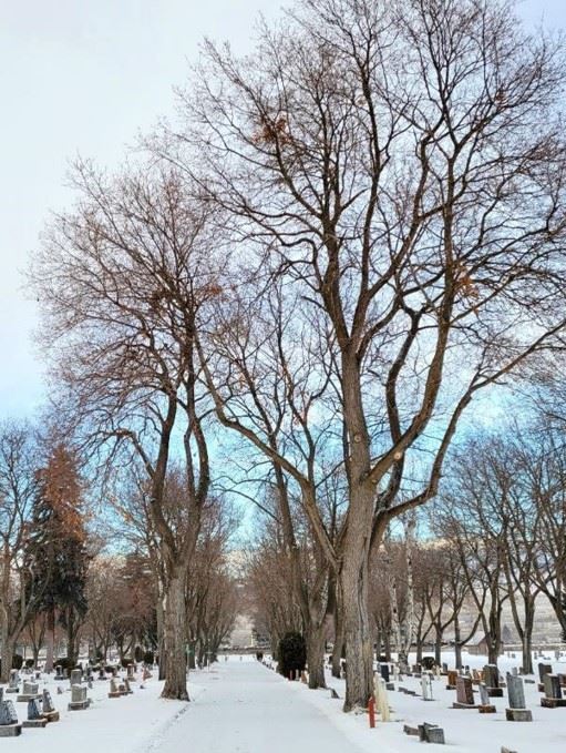 Cemetery street covered in fresh snow during the Winter