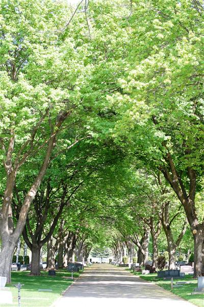 Trees canopy a cemetery street